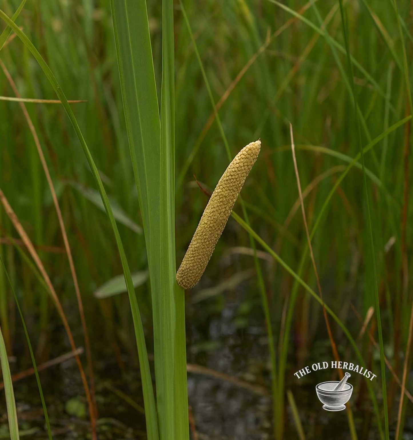 Sweet Flag Root Powder – Acorus calamus