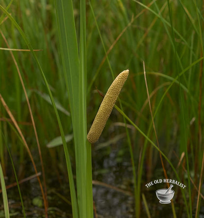 Sweet Flag Root Powder – Acorus calamus