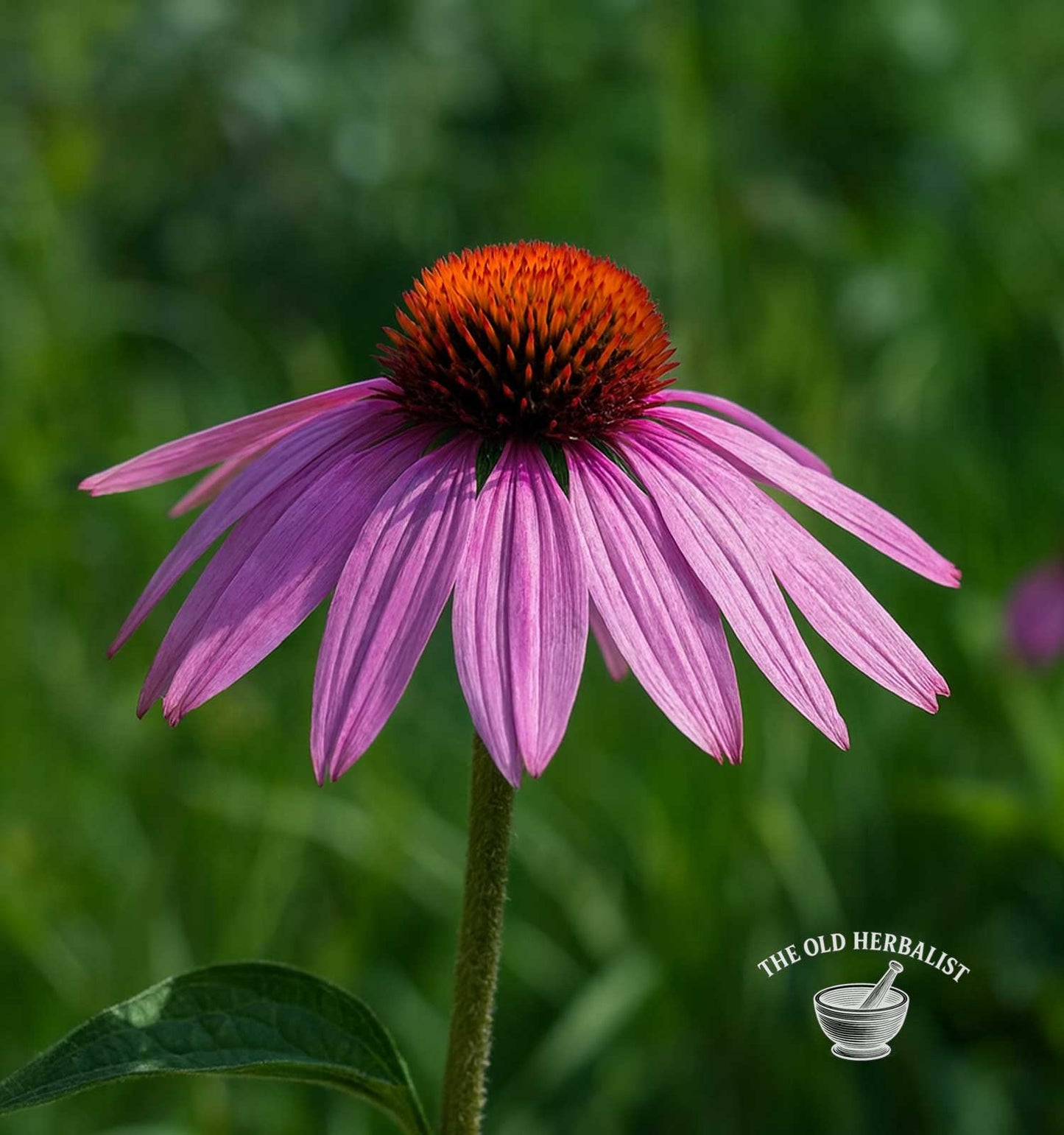 Echinacea Herb – Echinacea purpurea