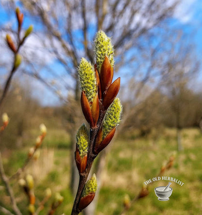 White Poplar Buds – Populus alba