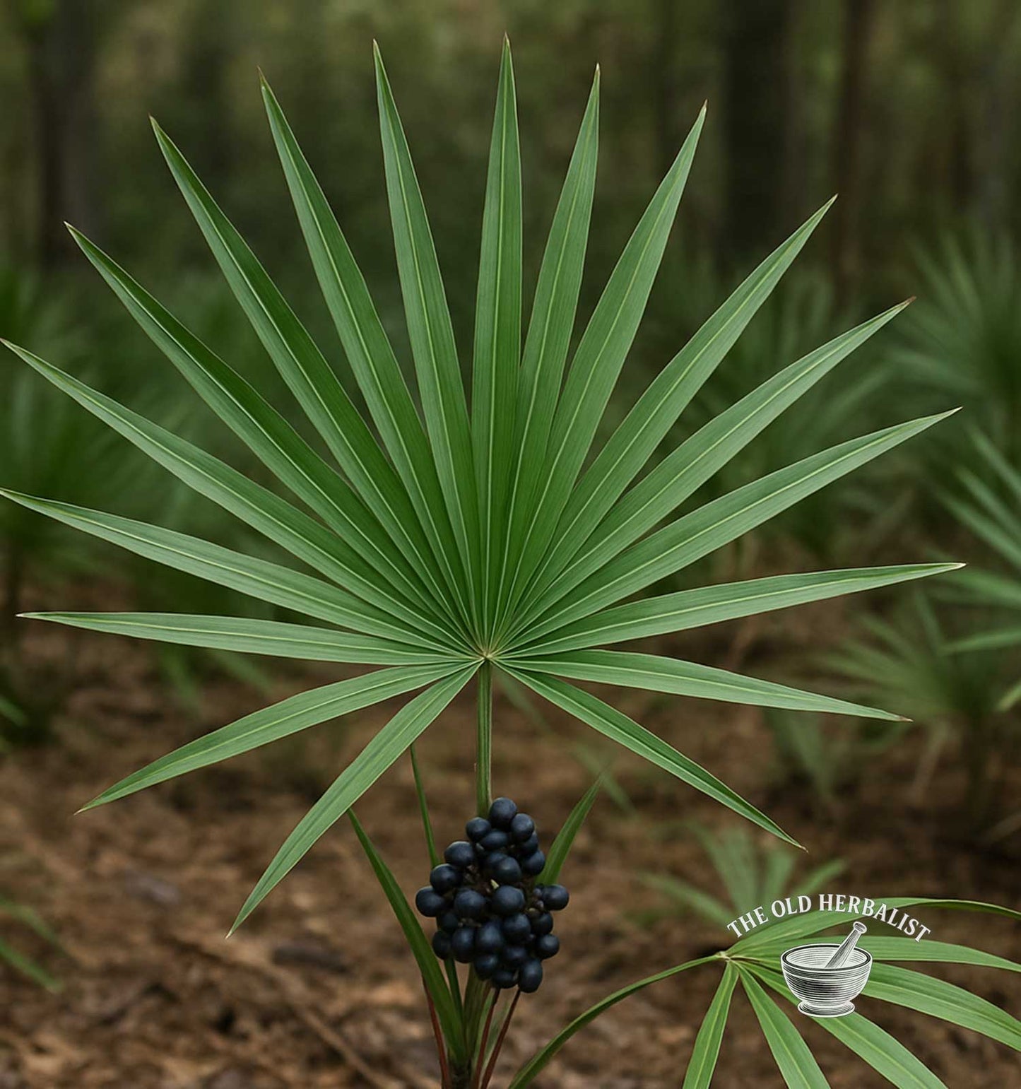 Saw Palmetto Berries – Serenoa repens