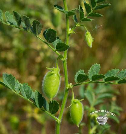 Chickpeas – Cicer arietinum