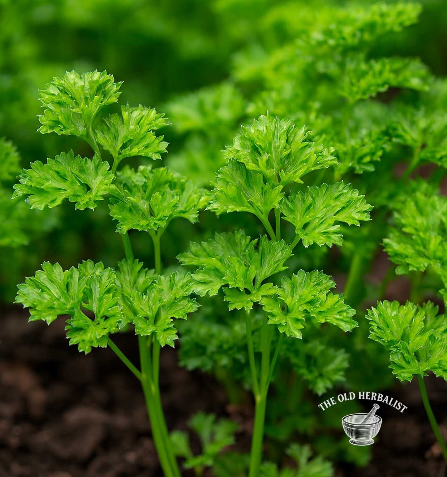 Parsley Root – Petroselinum crispum