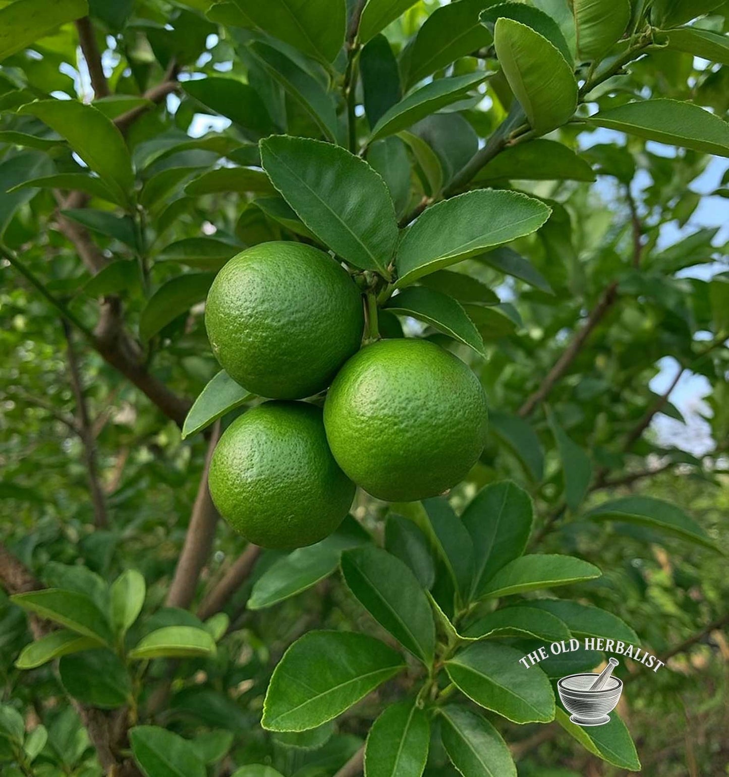 Green limes on a tree with 'The Old Herbalist' logo in the corner.