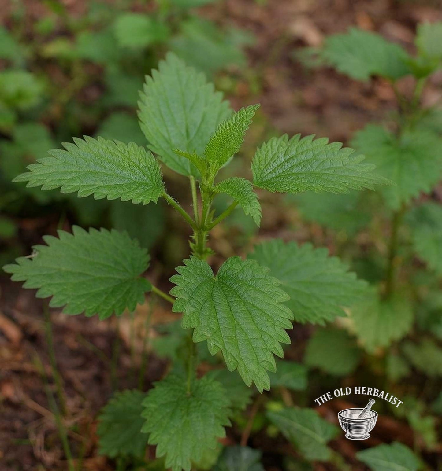 Stinging Nettle Leaf Powder – Urtica dioica