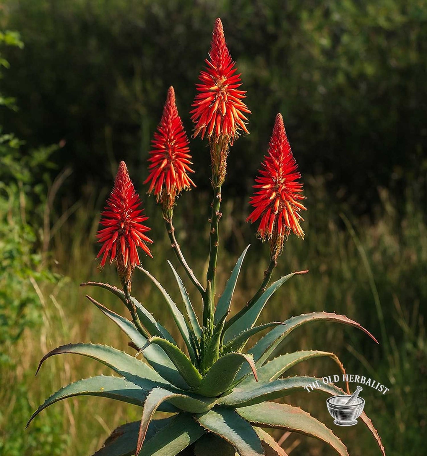 Krantz Aloe Extract – Aloe arborescens