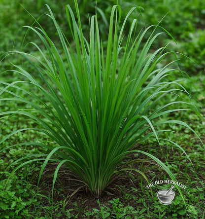 Lemongrass Stalks – Cymbopogon citratus