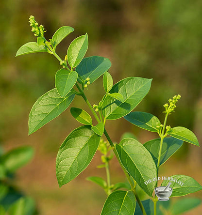 Close-up of green leaves of gymnema and small flowers with a blurred natural background