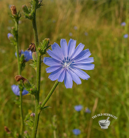 Chicory Root – Cichorium intybus