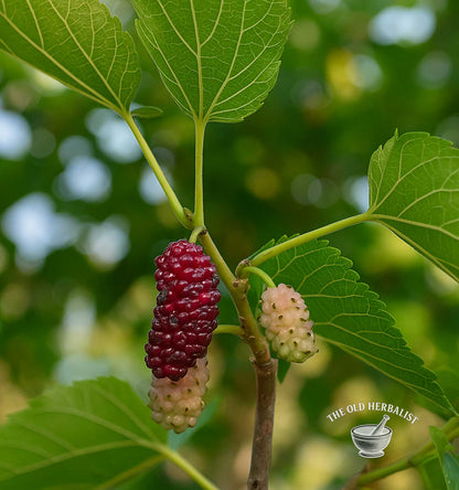 Mulberry Leaf – Morus nigra L.