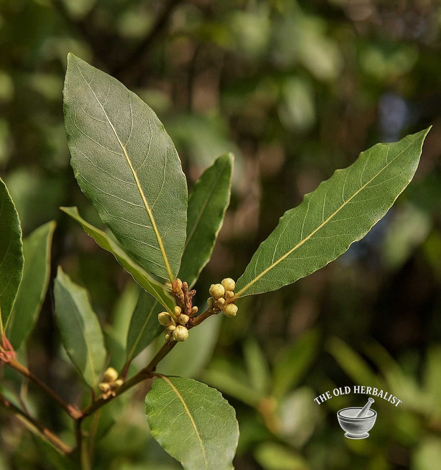 Bay leaves with buds on a blurred green background, featuring 'The Old Herbalist' logo.
