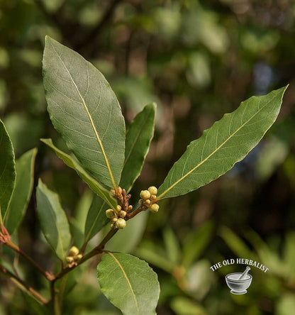 Bay leaves with buds on a blurred green background, featuring 'The Old Herbalist' logo.