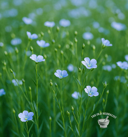 Flax Seeds – Linum usitatissimum