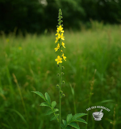 Yellow flower in a field with 'The Old Herbalist' logo.