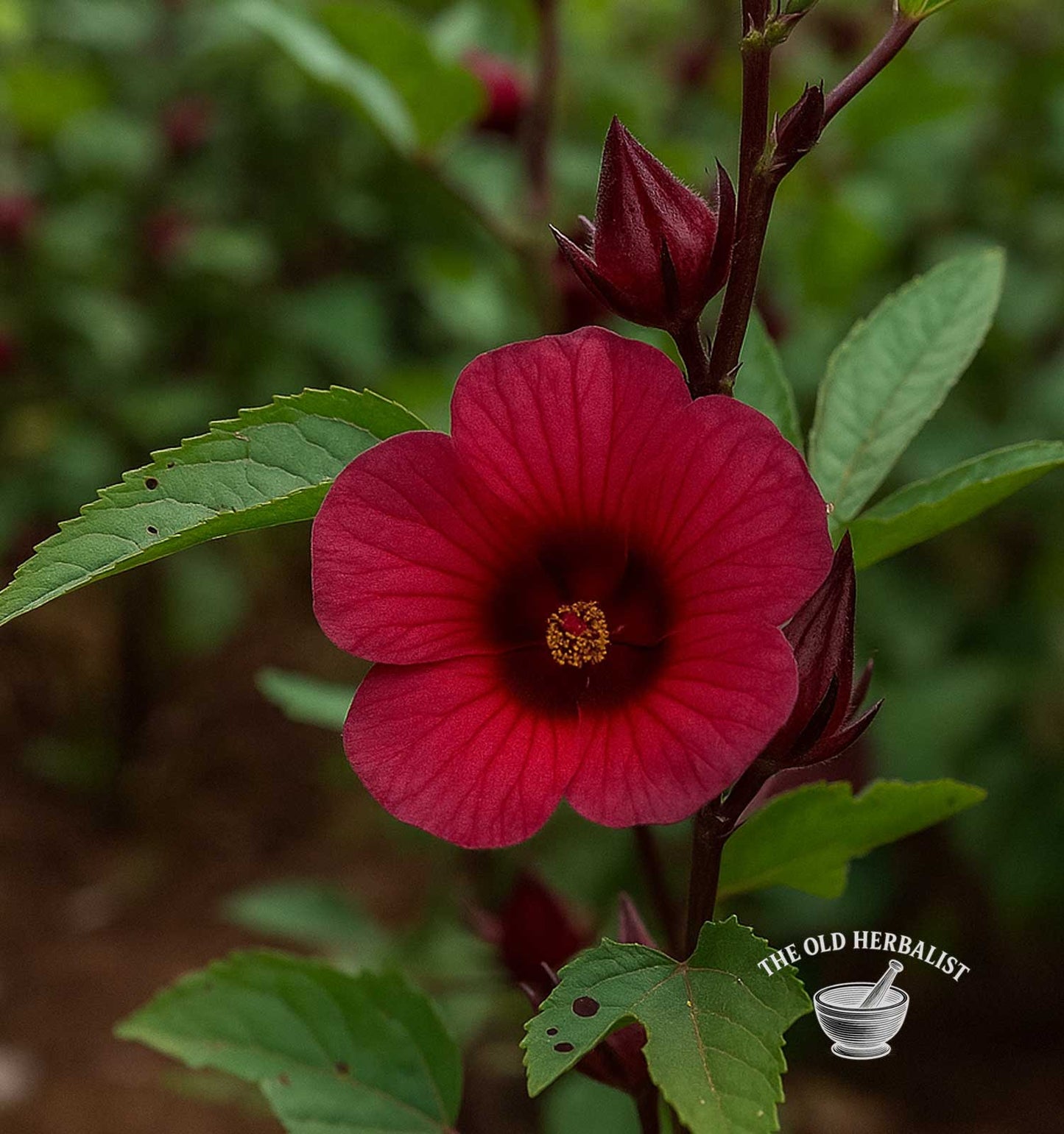 Hibiscus Flower Powder – Hibiscus sabdariffa