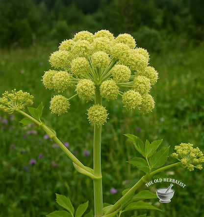 plant of angelica
