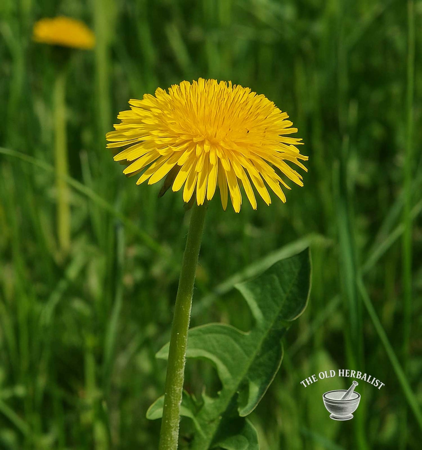 dandelion plant 