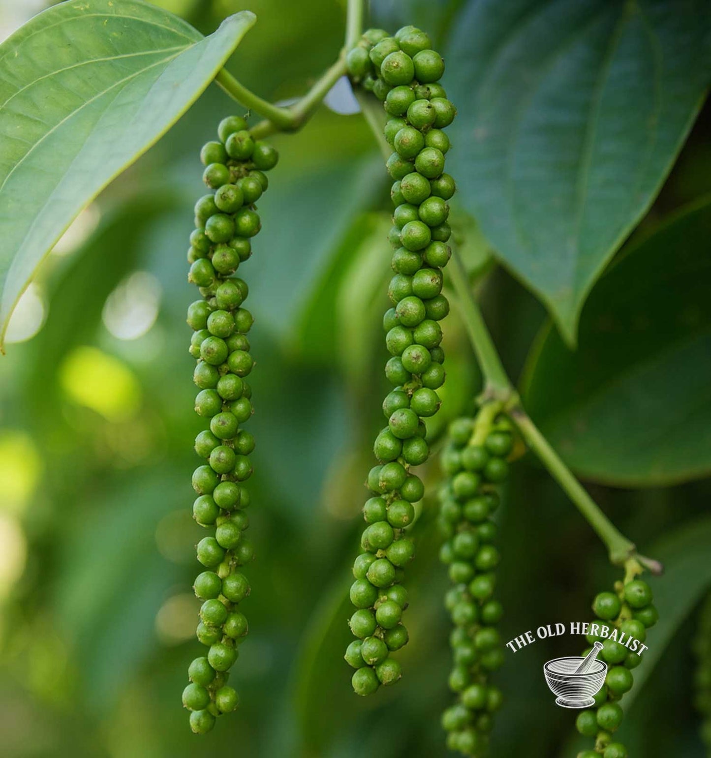Green Peppercorns – Piper nigrum