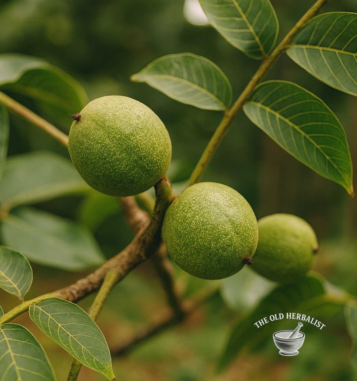 Black Walnut Hull – Juglans nigra