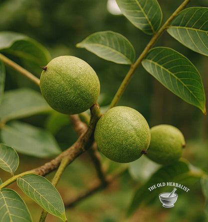 Black Walnut Hull – Juglans nigra