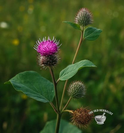 Burdock Root – Arctium lappa
