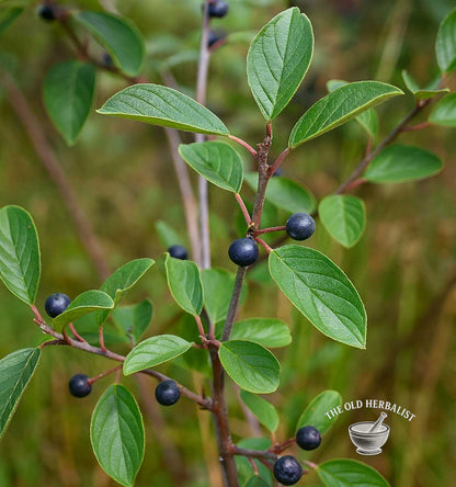 Buckthorn Bark – Frangula alnus