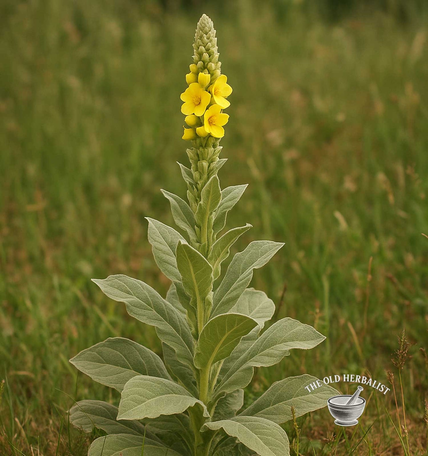 Plant of mullein leaf 