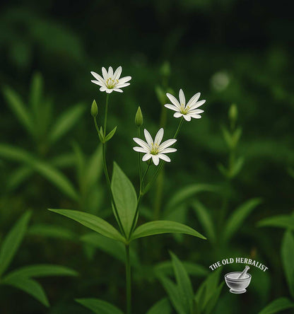 Chickweed Herb – Stellaria media