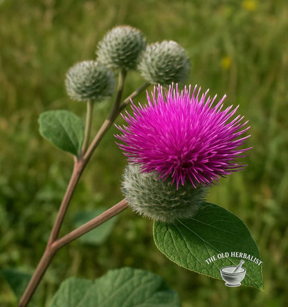 Burdock Root Powder – Arctium lappa