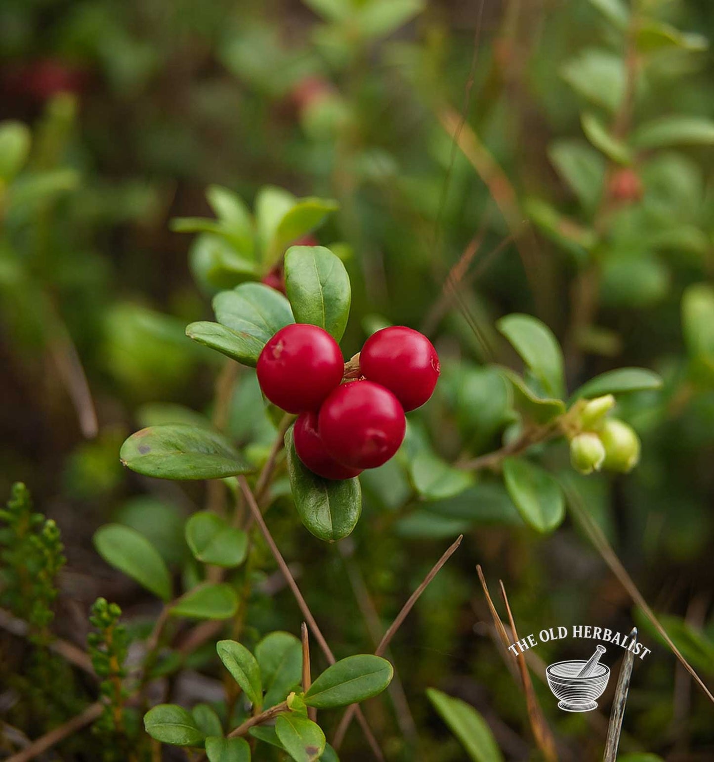 Wild Cranberry (Cowberry Berries) – Vaccinium vitis-idaea