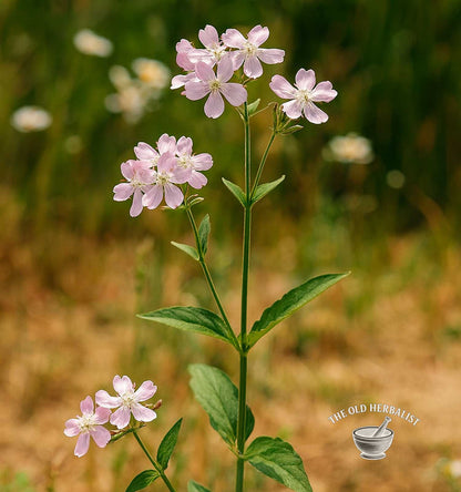 Soapwort Herb – Saponaria officinalis