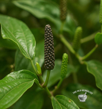Indian Long Pepper – Piper longum
