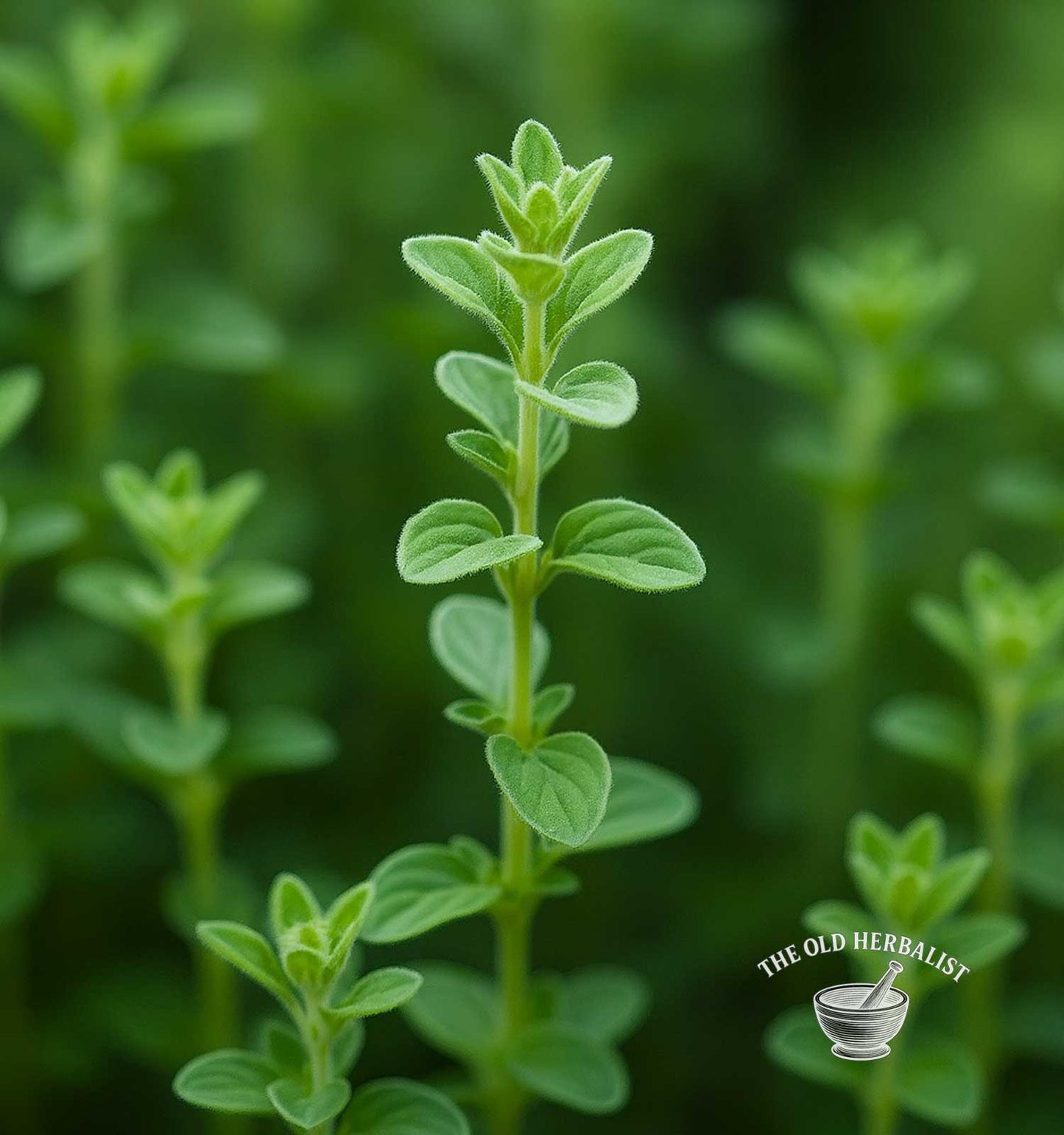 Marjoram – Origanum majorana