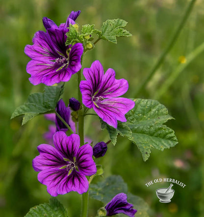 Blue Mallow Flowers – Malva sylvestris