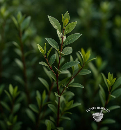 Black Henna Powder – Lawsonia inermis