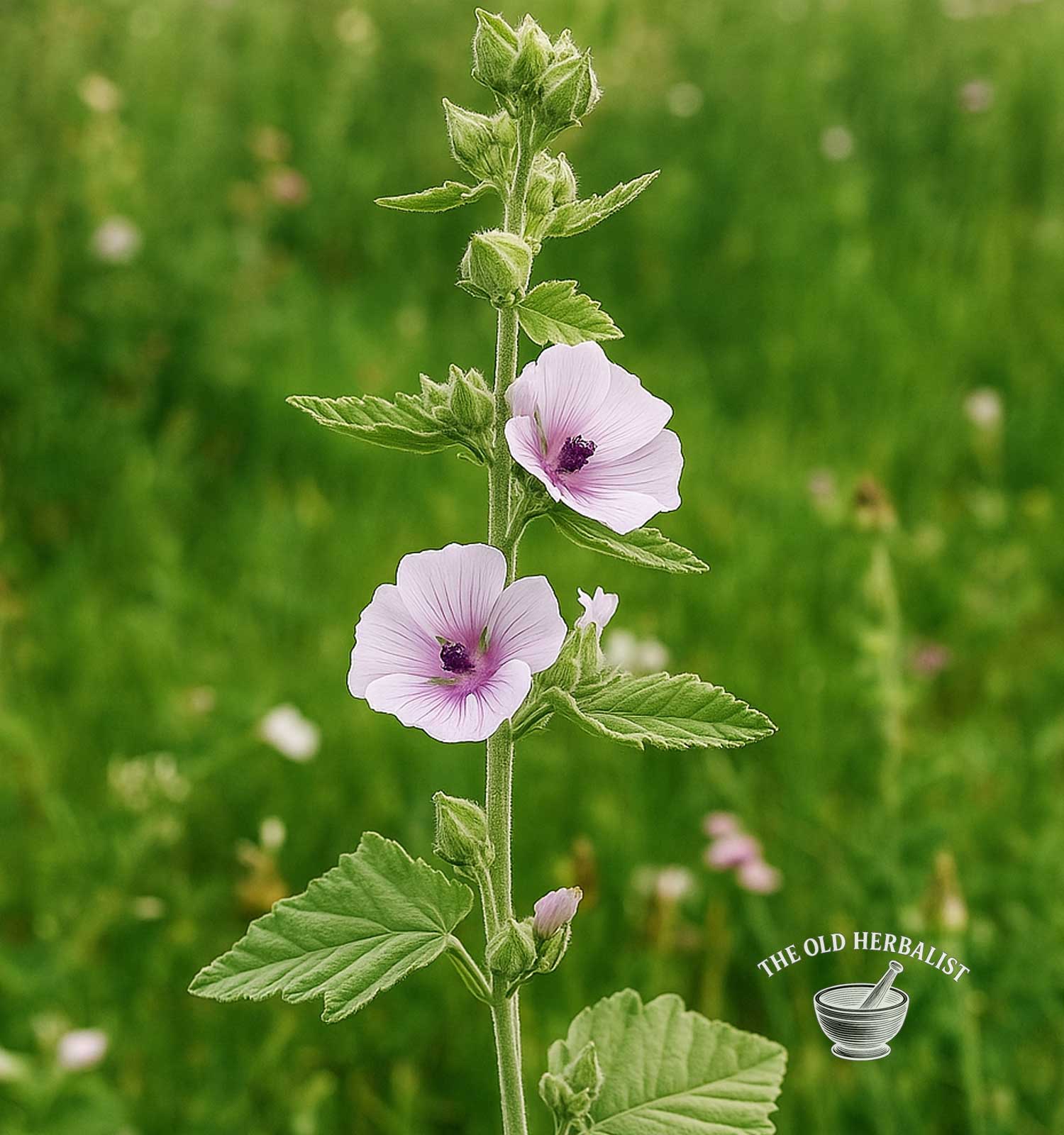 plant of marshmallow
