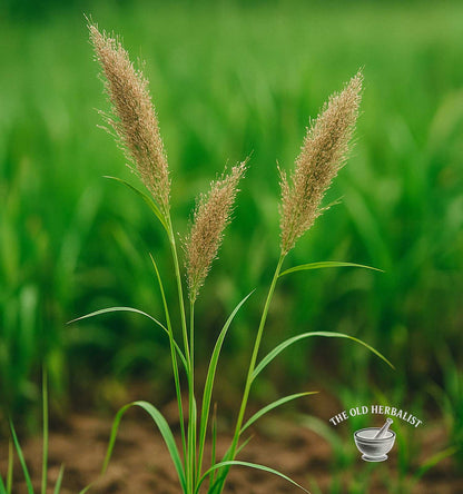 Teff Powder – Eragrostis tef
