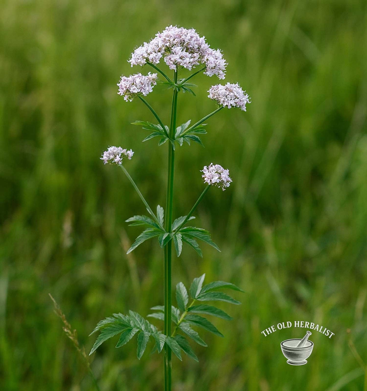 Valerian Root Powder – Valeriana officinalis