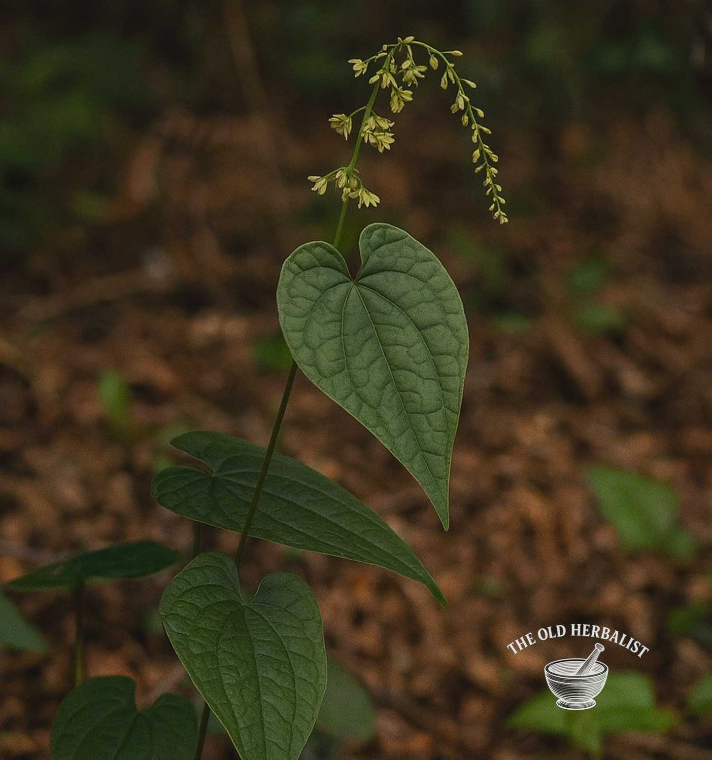 Wild Yam Root Powder – Dioscorea villosa