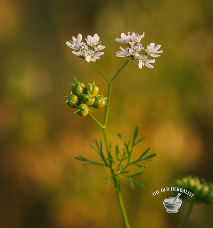 Coriander Seeds – Coriandrum sativum