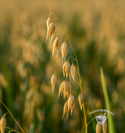 Oat Groats – Avena sativa