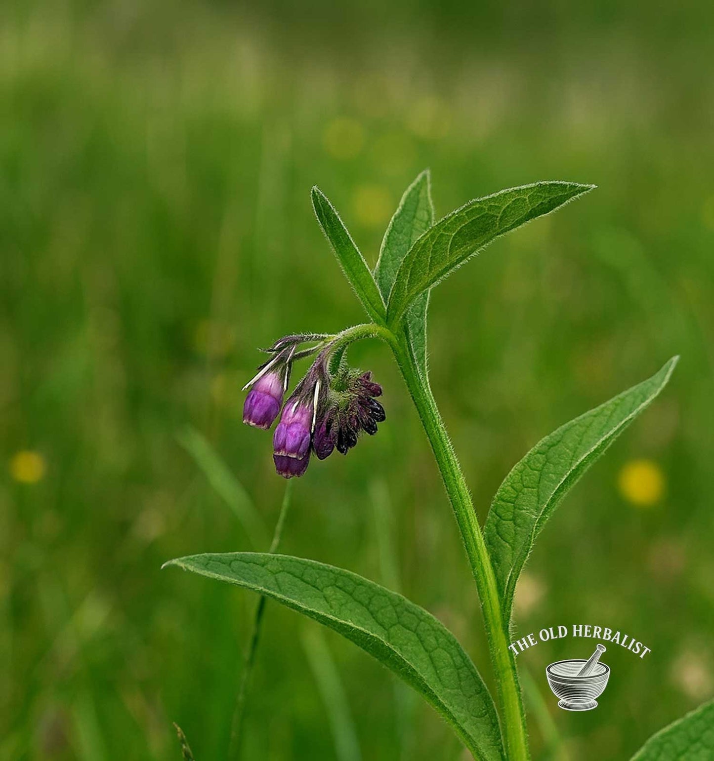 Comfrey Root – Symphytum officinale