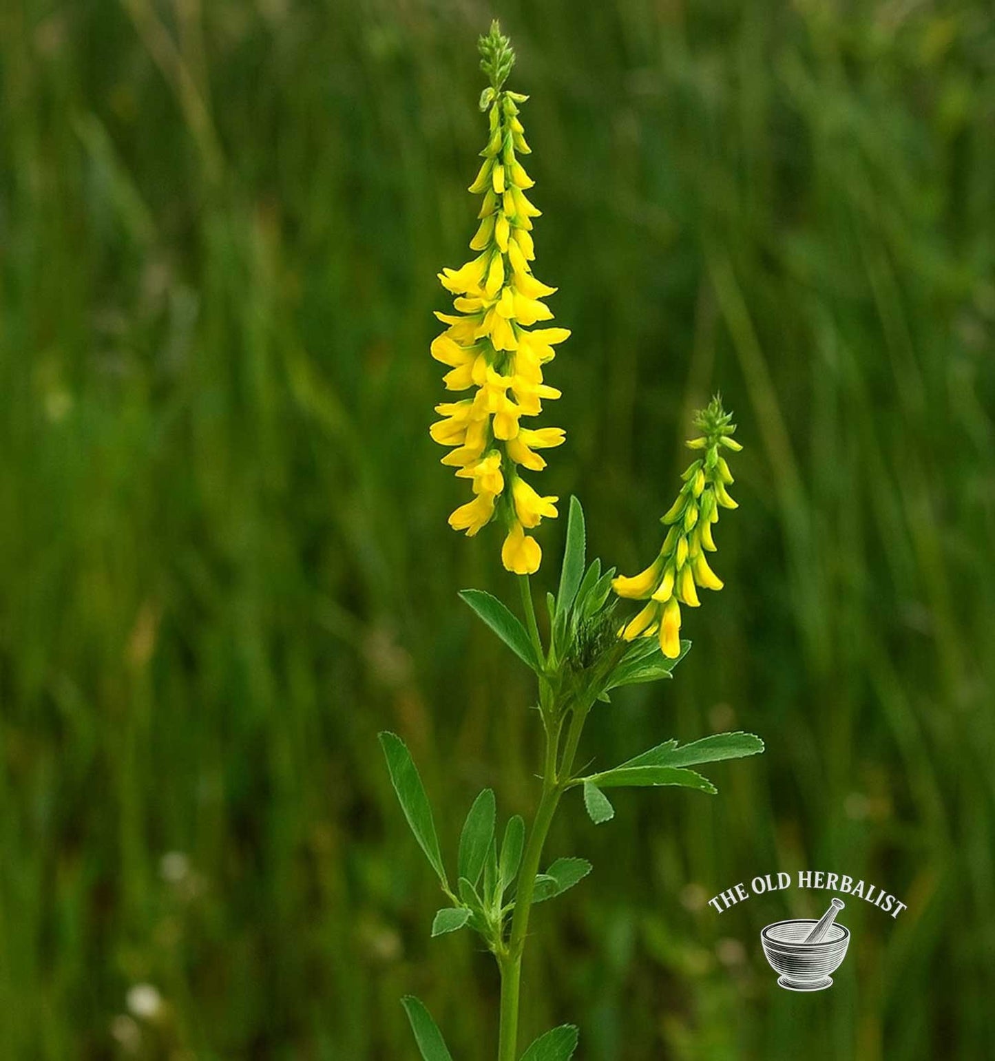 Sweet Clover Herb – Melilotus officinalis