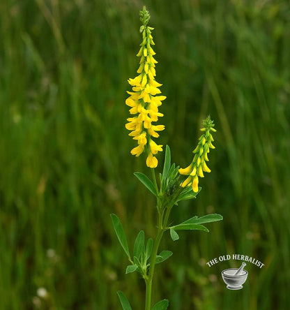 Sweet Clover Herb – Melilotus officinalis