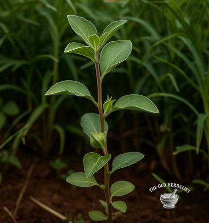 Ashwagandha Root – Withania somnifera