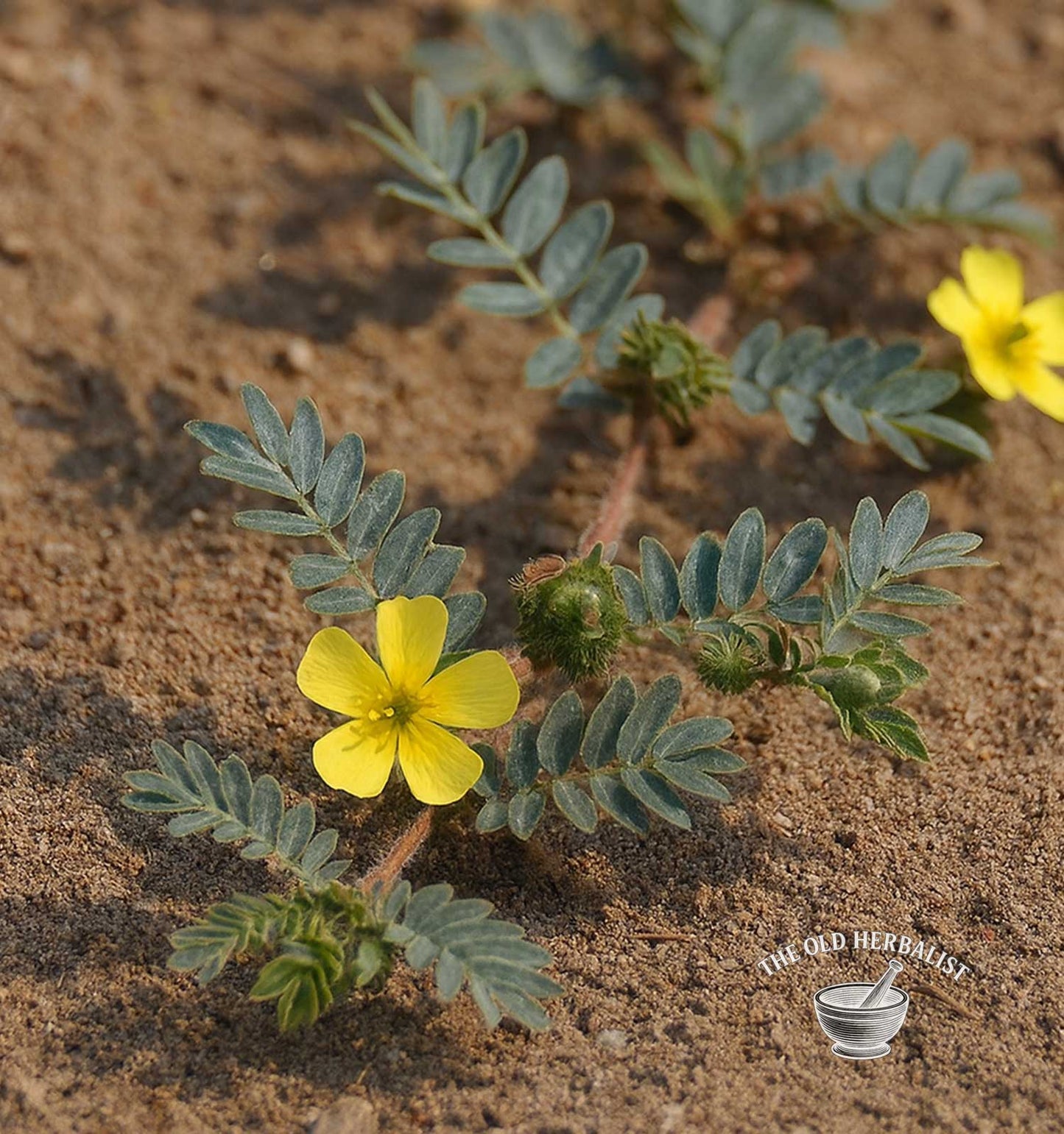 Tribulus Herb Powder – Tribulus terrestris