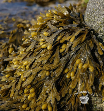 Bladderwrack – Fucus vesiculosus