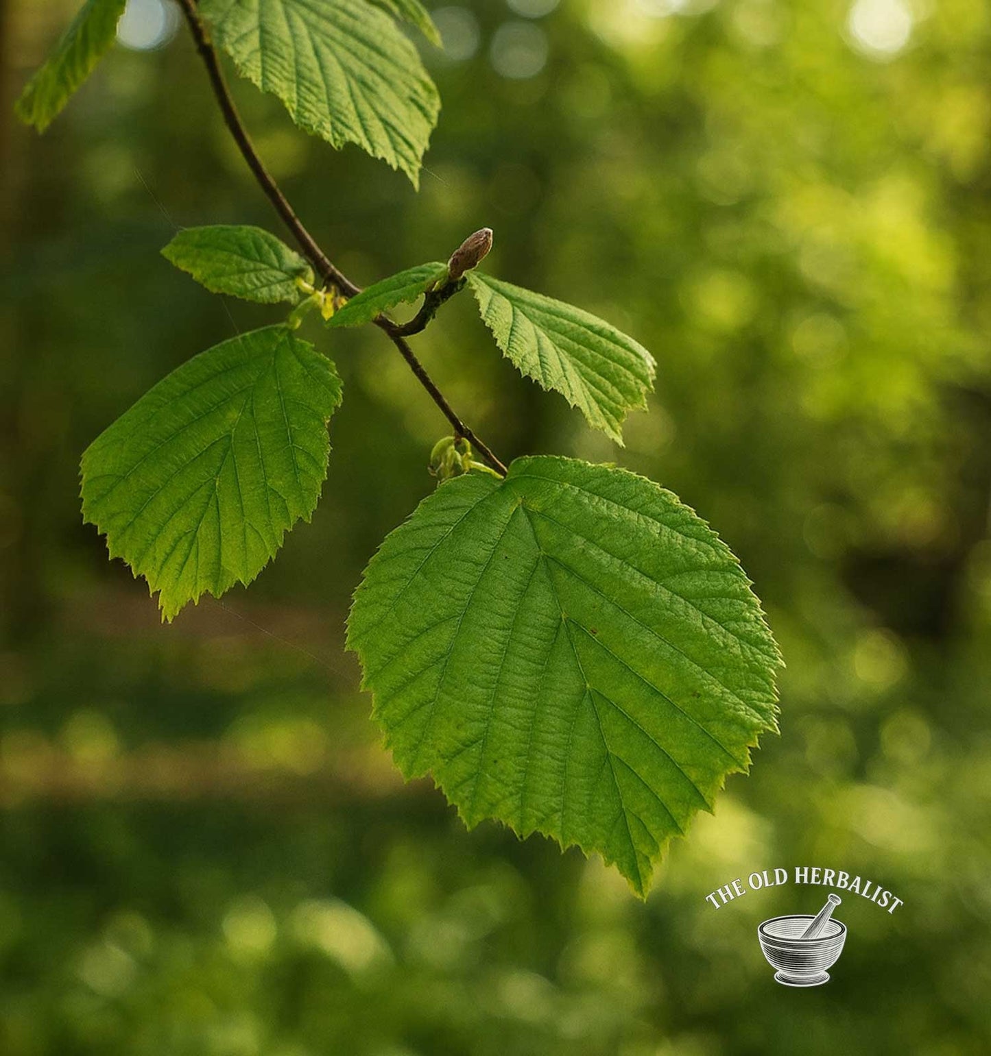 Hazel Leaf – Corylus avellana