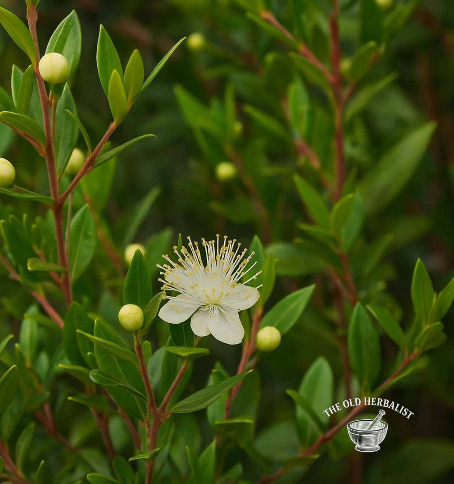 Myrtle Leaf Powder – Myrtus communis
