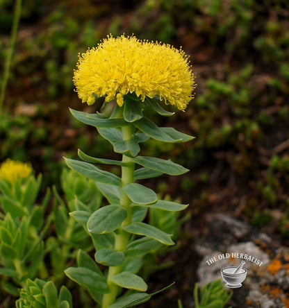 Rhodiola Root Powder – Rhodiola rosea